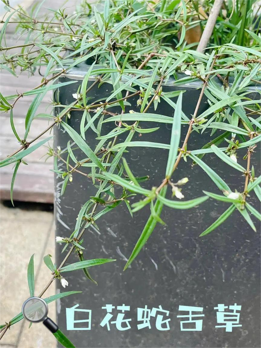 1689219205499546.png 圖片8.png